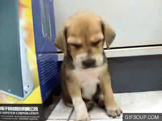 dog-o.gif