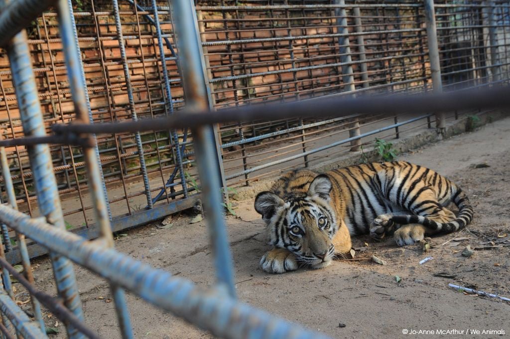 Tiger-at-Zoo.jpg