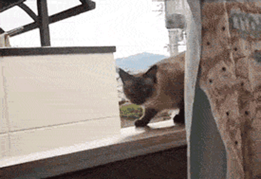 catfails.gif