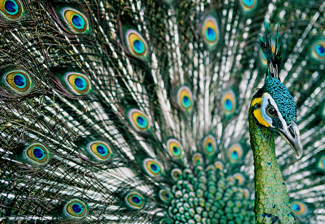 Green_Peafowl,_Hanoi.jpg