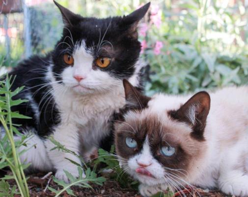 Grumpy_Cat_024.jpg