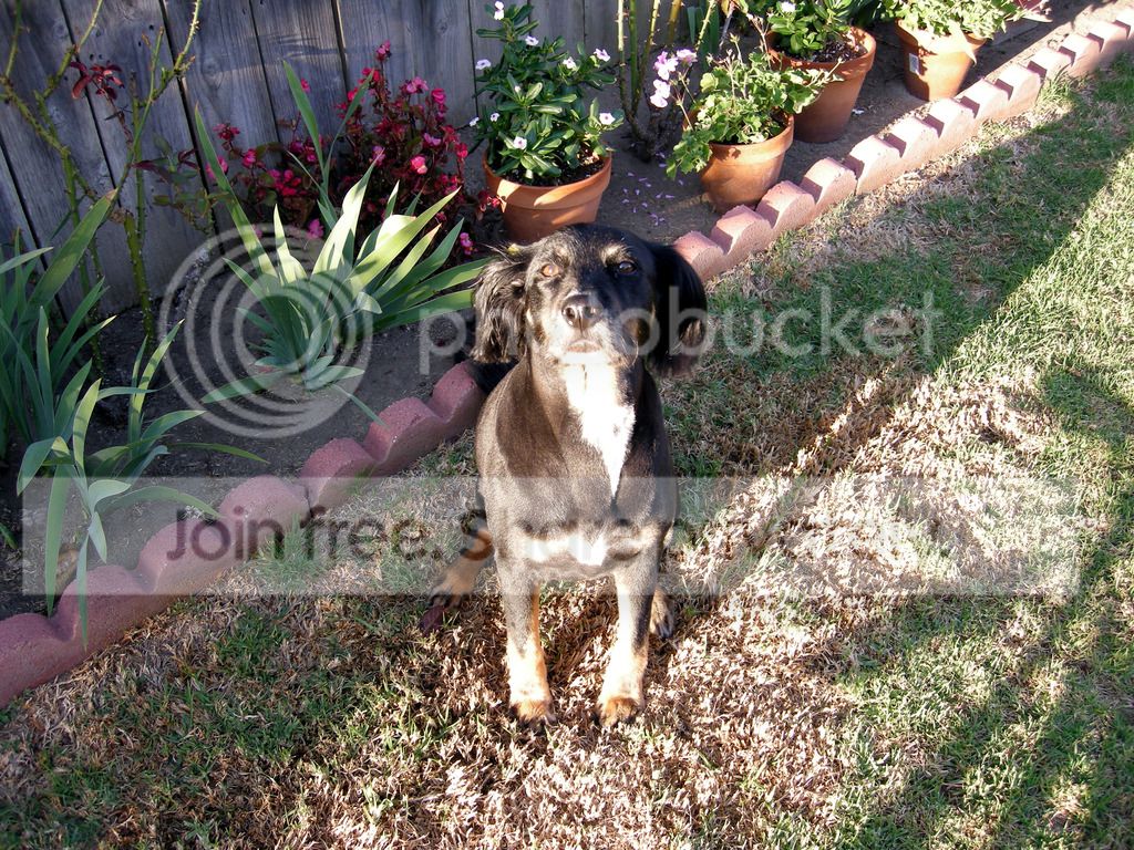 Sheeba%204.jpg
