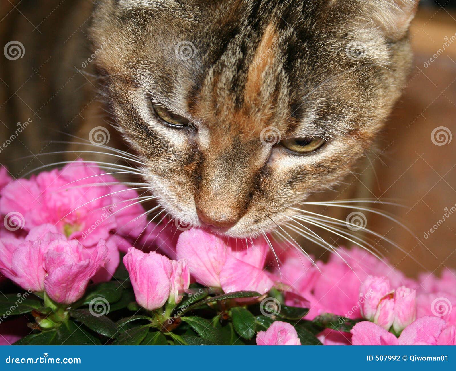 cat-sniffing-flowers-507992.jpg
