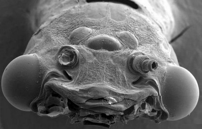 microorganisms-microscope06.jpg