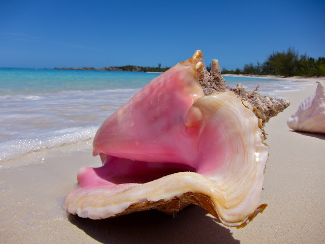 ConchShell.jpg