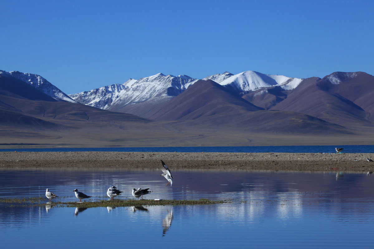 One-of-Worlds-Purest-Areas-Tibet.jpg