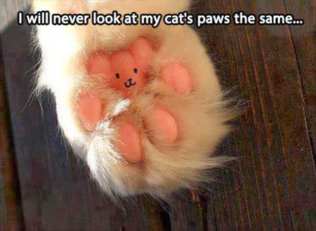cat-paws.jpg