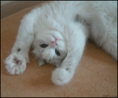 CatWave.gif