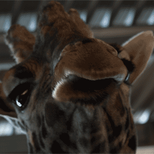 animated_giraffe_by_narked_photographer-d2zu5xh.gif