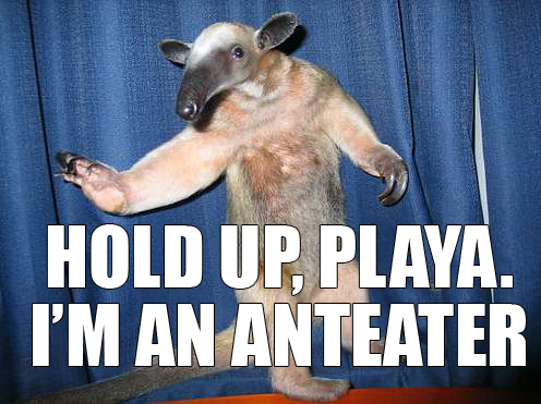 anteater_hold_up_playa.jpg