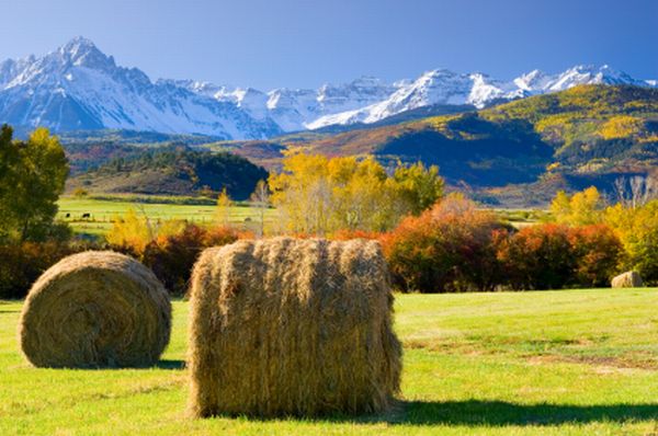 Colorado_Aspens_Fall_Colors_6.jpg