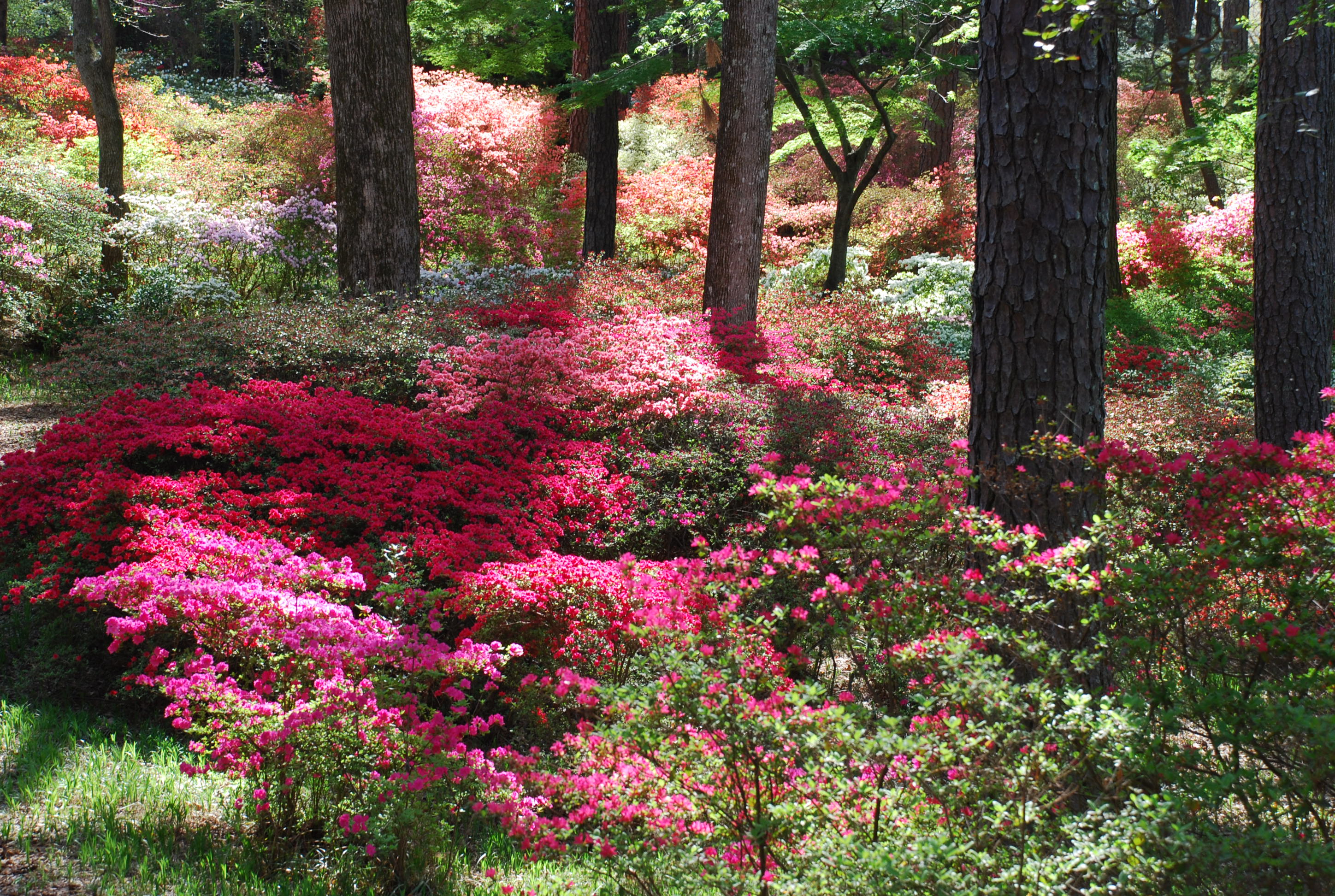 DSC_0409.jpg