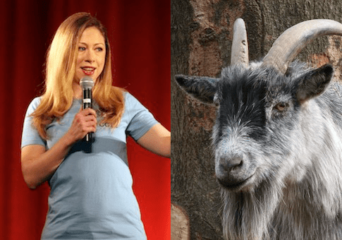 Chelsea-Clinton-Goat.png