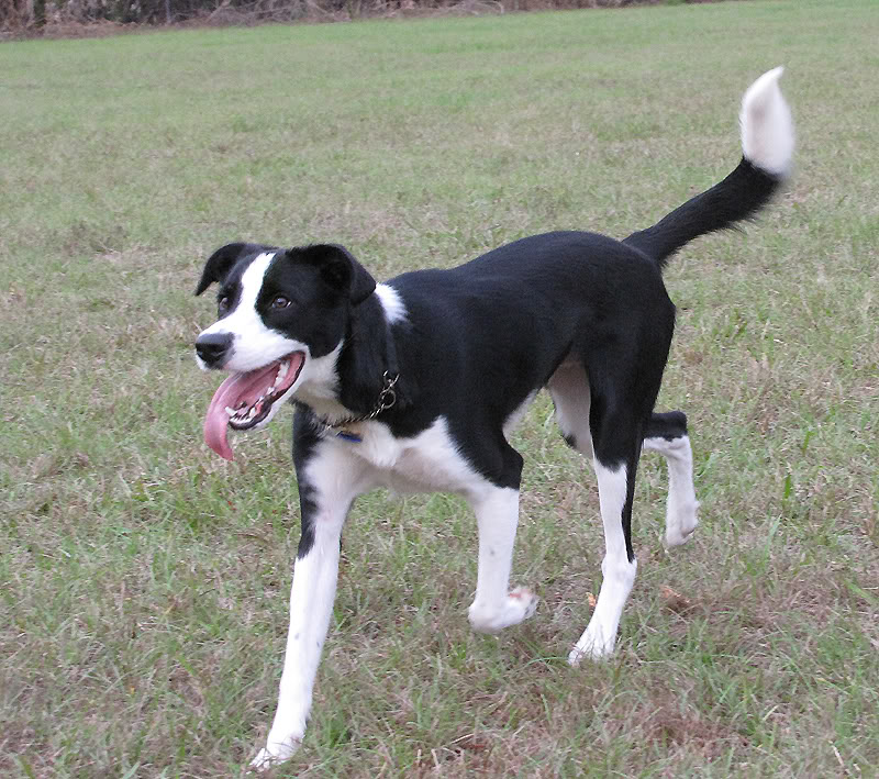 Border-Collie-Beagle-Mix.jpg