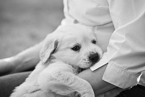animals-black-and-white-cute-dog-dogs-Favim.com-358224.jpg