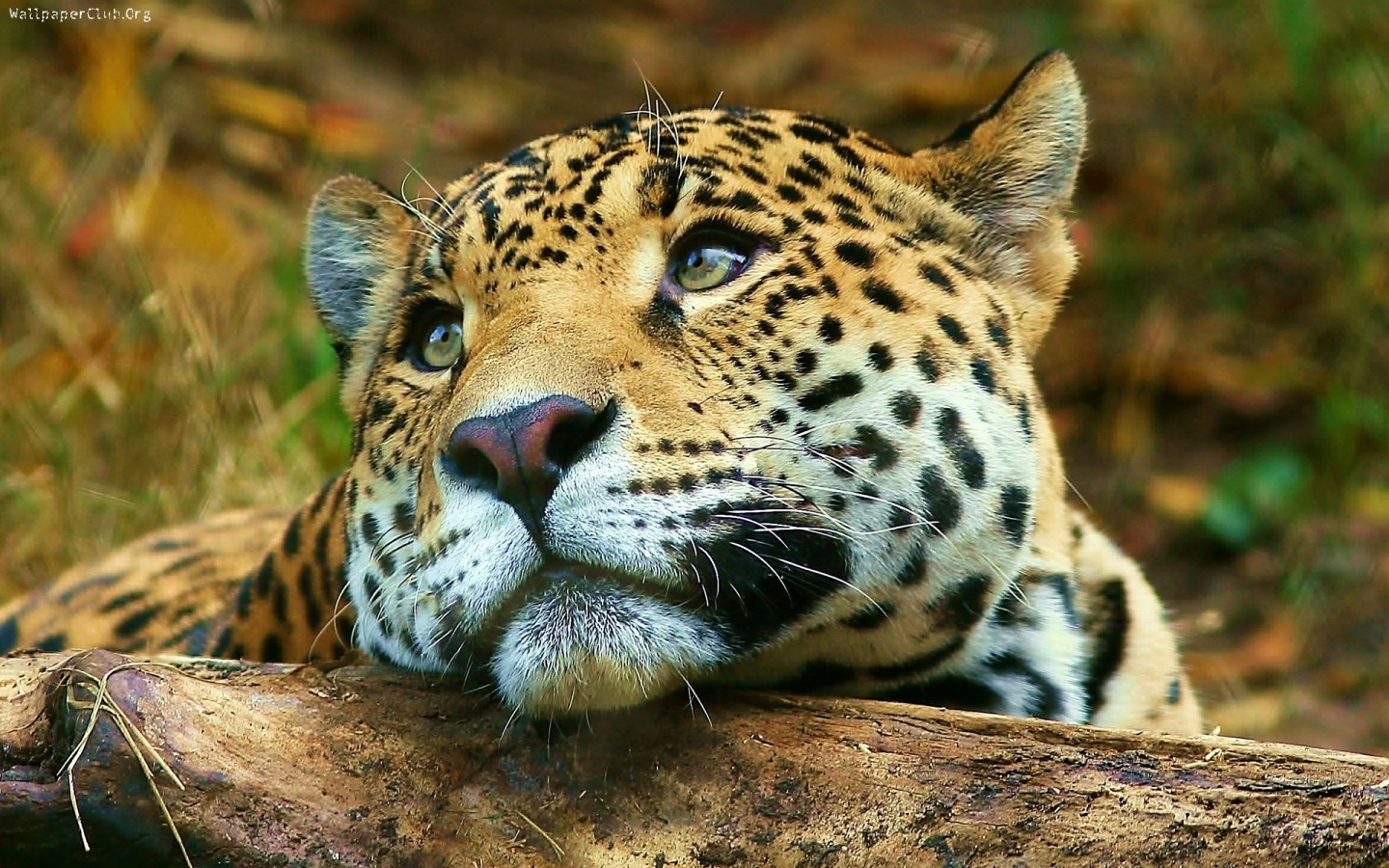 Daydreaming-daydreaming-18716309-1440-900.jpg