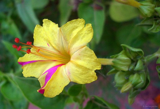 exotic+flower+in+colorful+colors.jpg
