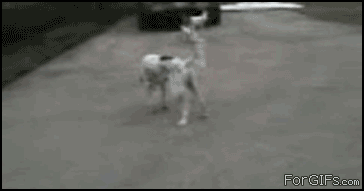 daily_gifdump_5011_07.gif