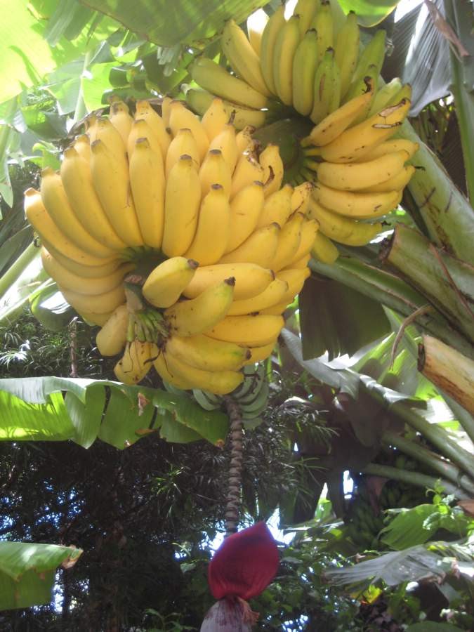 organic-bananas.jpg