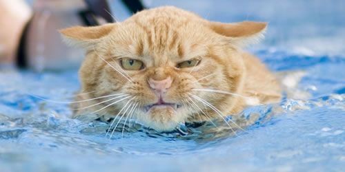 swimming_cat.jpg