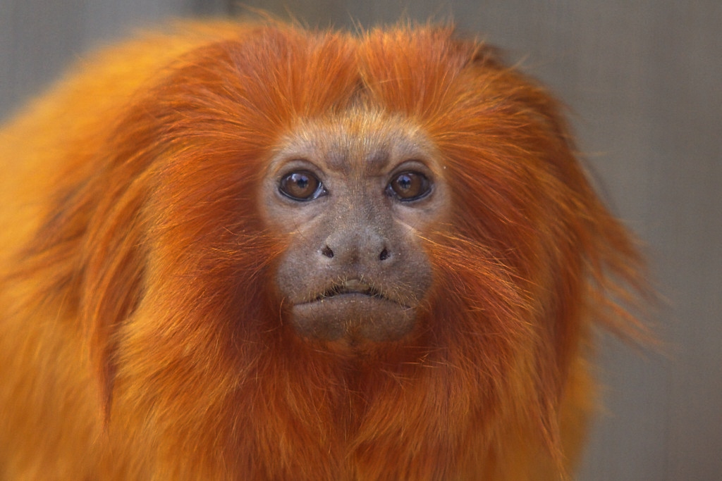 Golden_Lion_Tamarin_Leontopithecus_rosalia.jpg