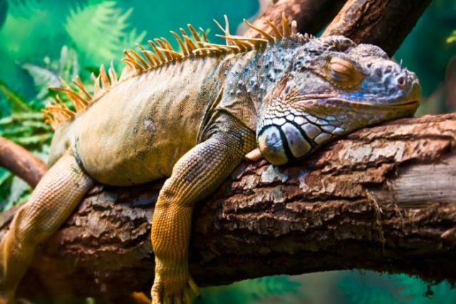 animals_92_38.jpg