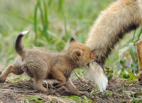 Mom-and-baby-fox-fox-24577254-500-361.jpg