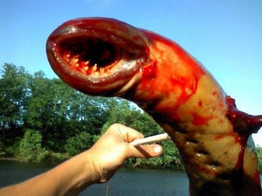 tentacle-monster.jpg