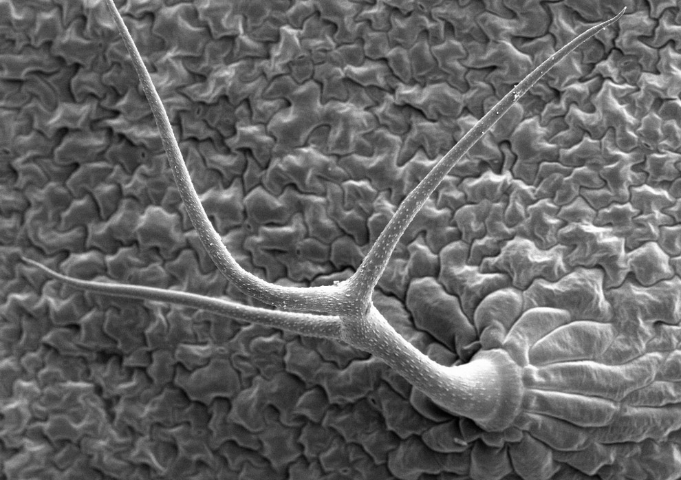 m15_tricome.jpg