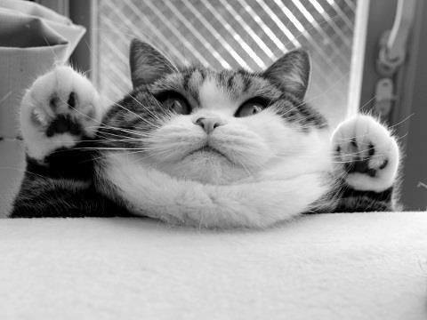 cat-cute-kitty-luxury-Favim.com-1061547.jpg