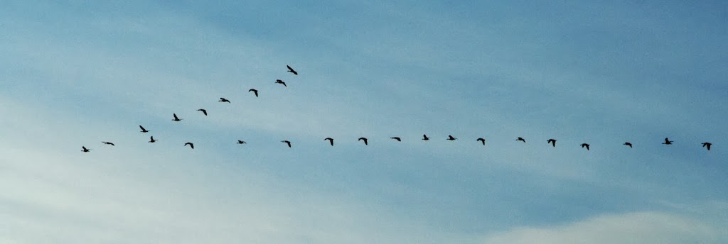 Canada+geese.jpg