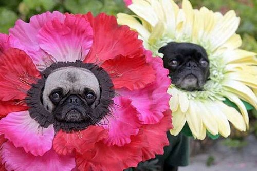 Flower-Pug1.jpg