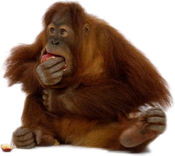 orangutan-eating.jpg