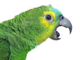 parrot.jpg