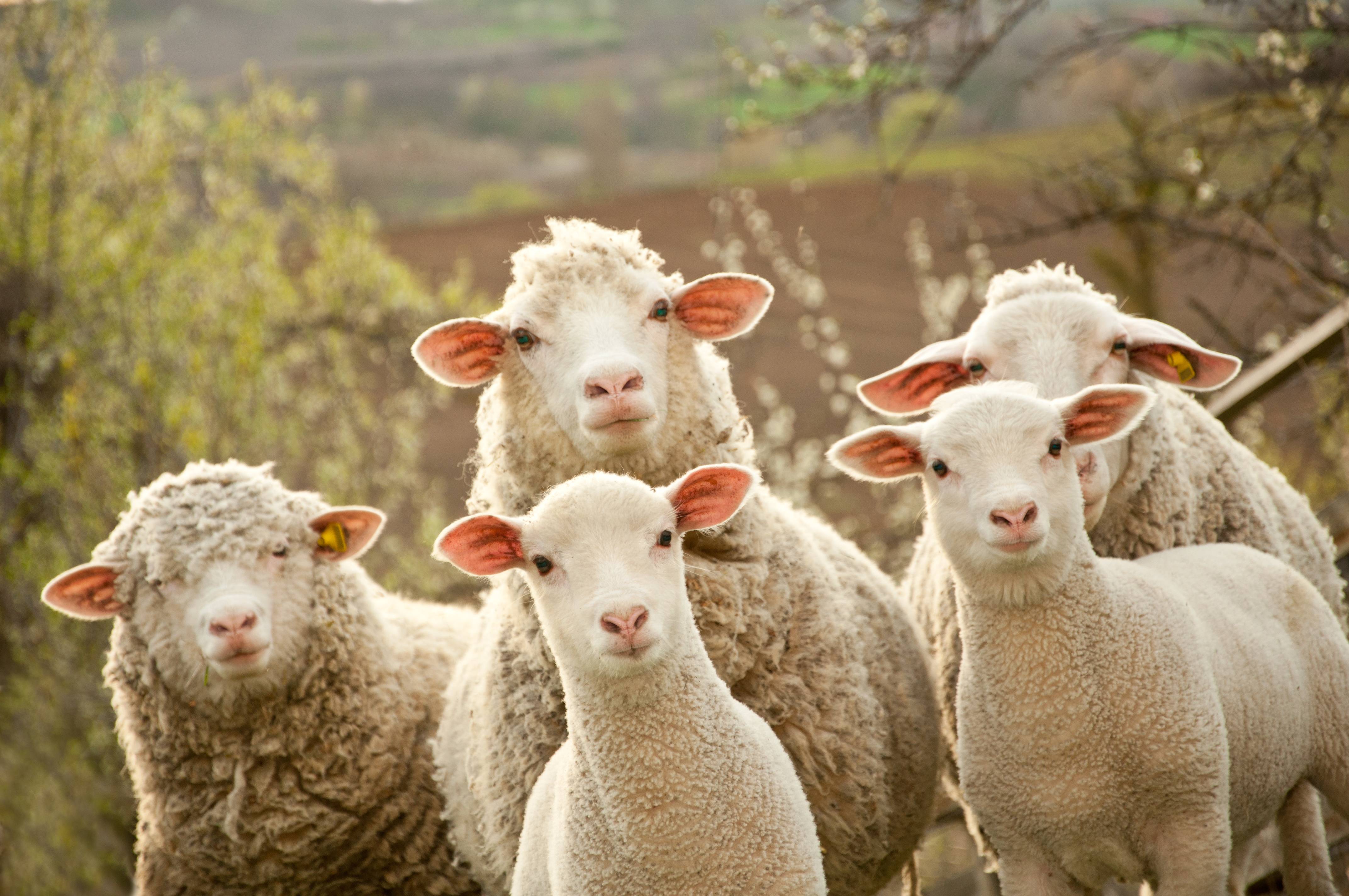 ruffwing-sheep.jpg