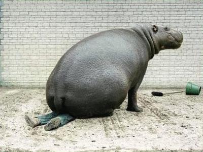 funny+animals+2.jpg