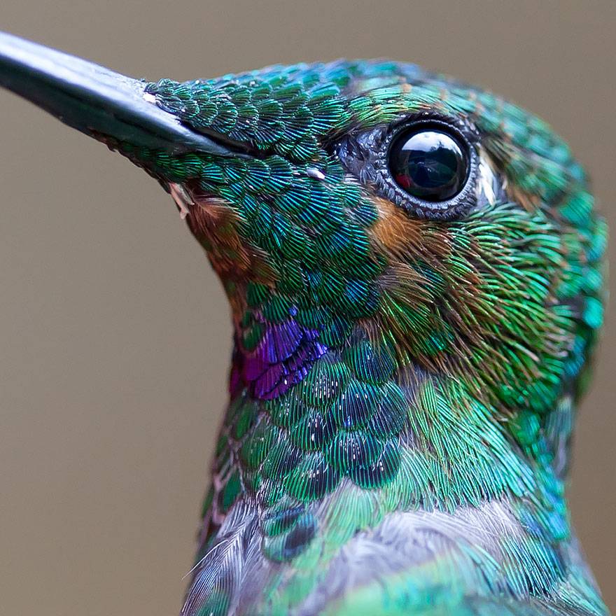 cute-beautiful-hummingbird-photography-1.jpg
