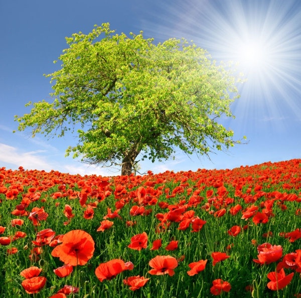 beautiful_scenery_02_hd_picture_166319.jpg