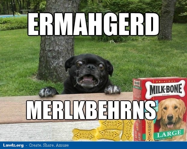 ermahgerd-merlkbehrns-dog-meme.jpg