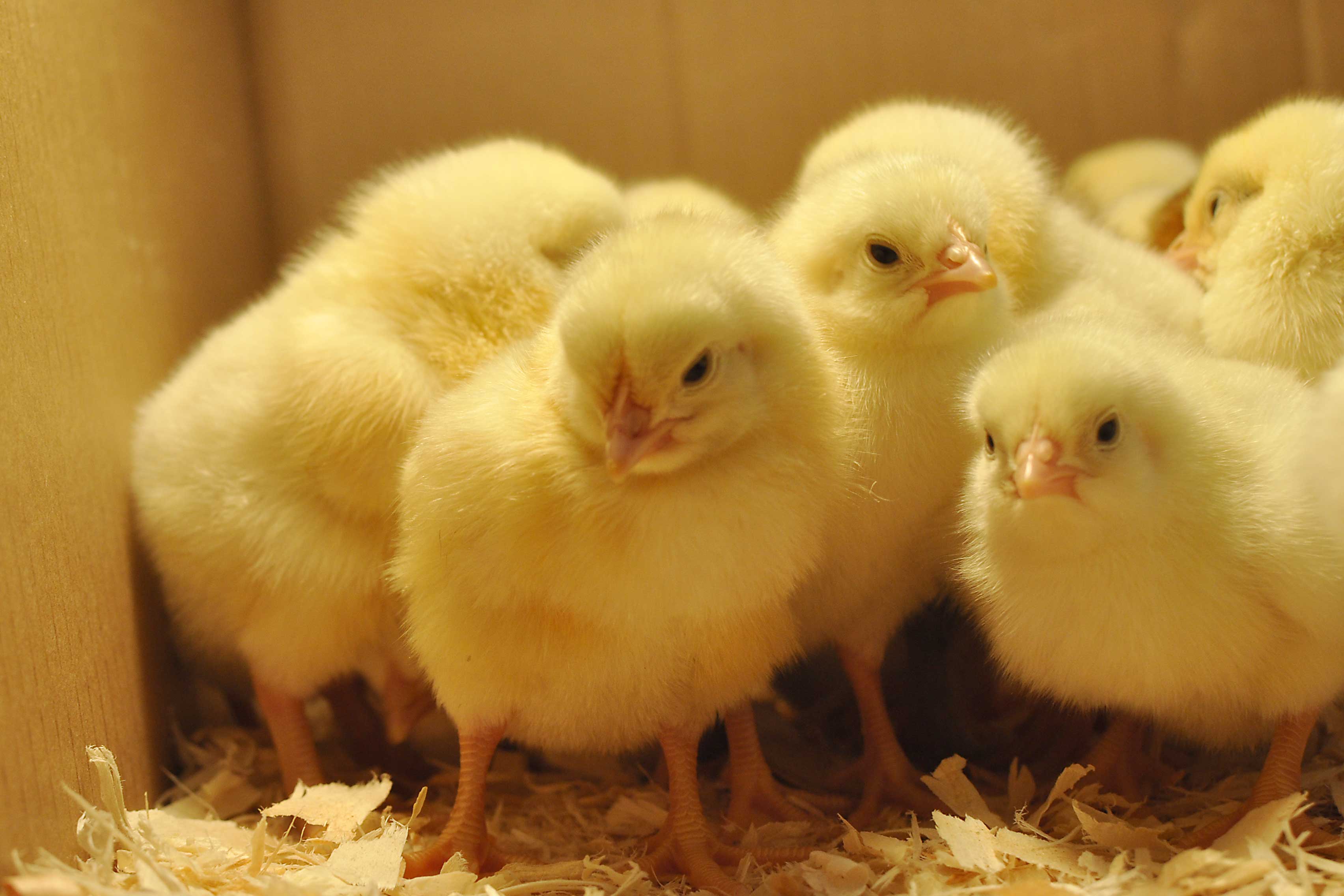 chicks4.jpg