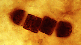 micro5small.gif