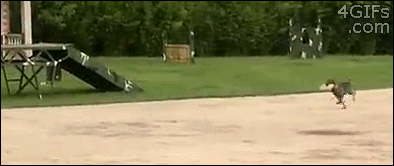 daily_gifdump_5000_13.gif