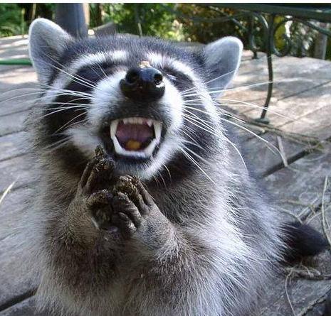 Funny+Skunks+_4.jpg