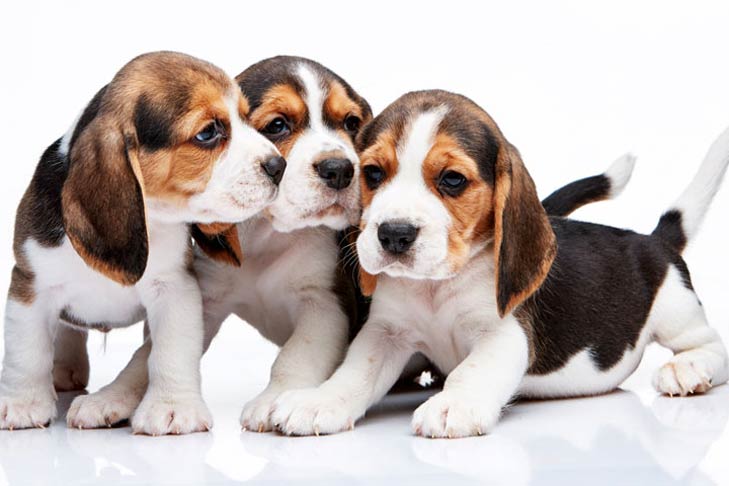Beagle-Puppies.jpg