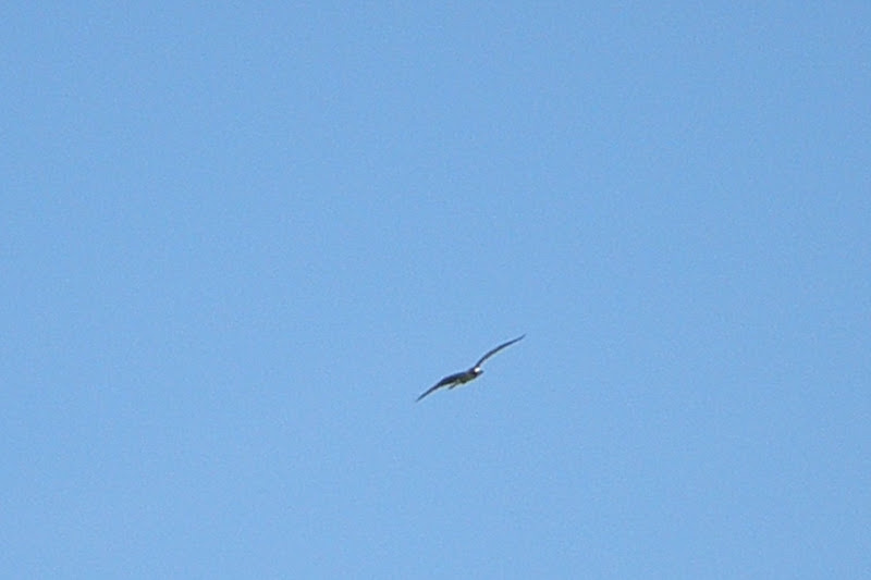 P7114161.JPG