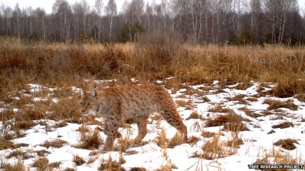 _82546524_lynx-imag0181.jpg
