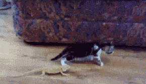 36.gif