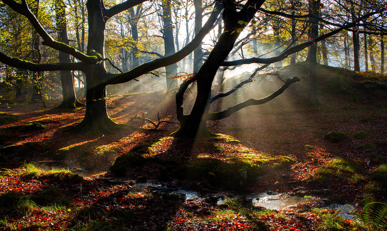 enchanting_woods_by_bongaloid-d70xi2x.jpg