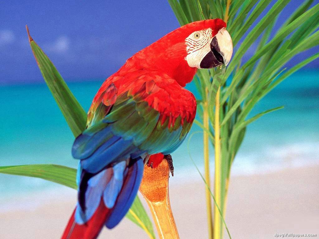 Macaw-60694.jpeg