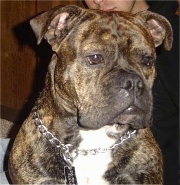 EngAmBulldogStitch1YearstitchSeths.JPG